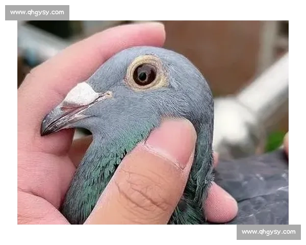 千里归途：信鸽与鸽友的坚守